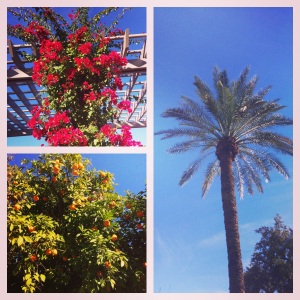 Tested out the light rail from our hotel to the start line on Saturday - then took a tour of ASU campus.  Loved the orange trees and seeing flowers in the middle of winter.
